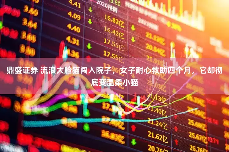 鼎盛证券 流浪大脸猫闯入院子，女子耐心救助四个月，它却彻底变温柔小猫